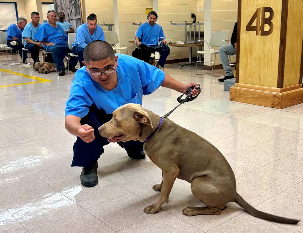 Dog-training program with an incarcerated trainer demonstrating skills the dog has learned at California State Prison, Corcoran.